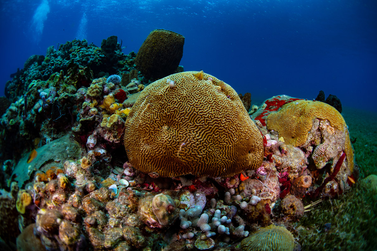 Brain coral in St Lucia, the Caribbean