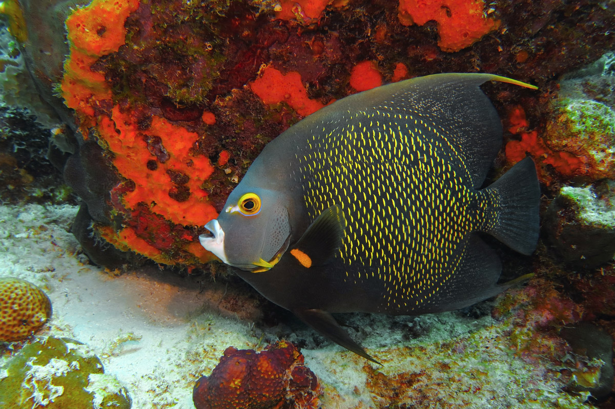 French angelfish in St Lucia, the Caribbean