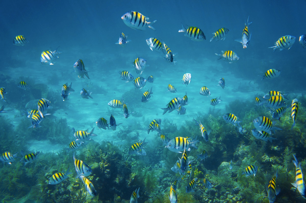 Sergeant majors in St Lucia, the Caribbean