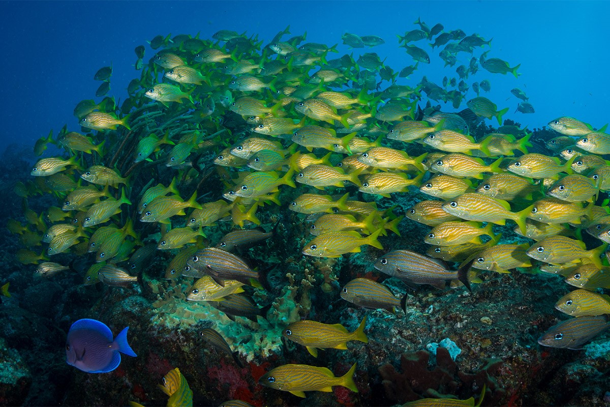 Snappers in St Maarten, the Caribbean