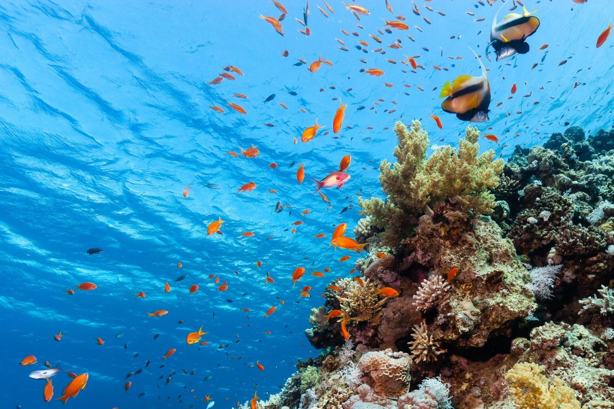 Colourful fish swimming around a shallow coral reef