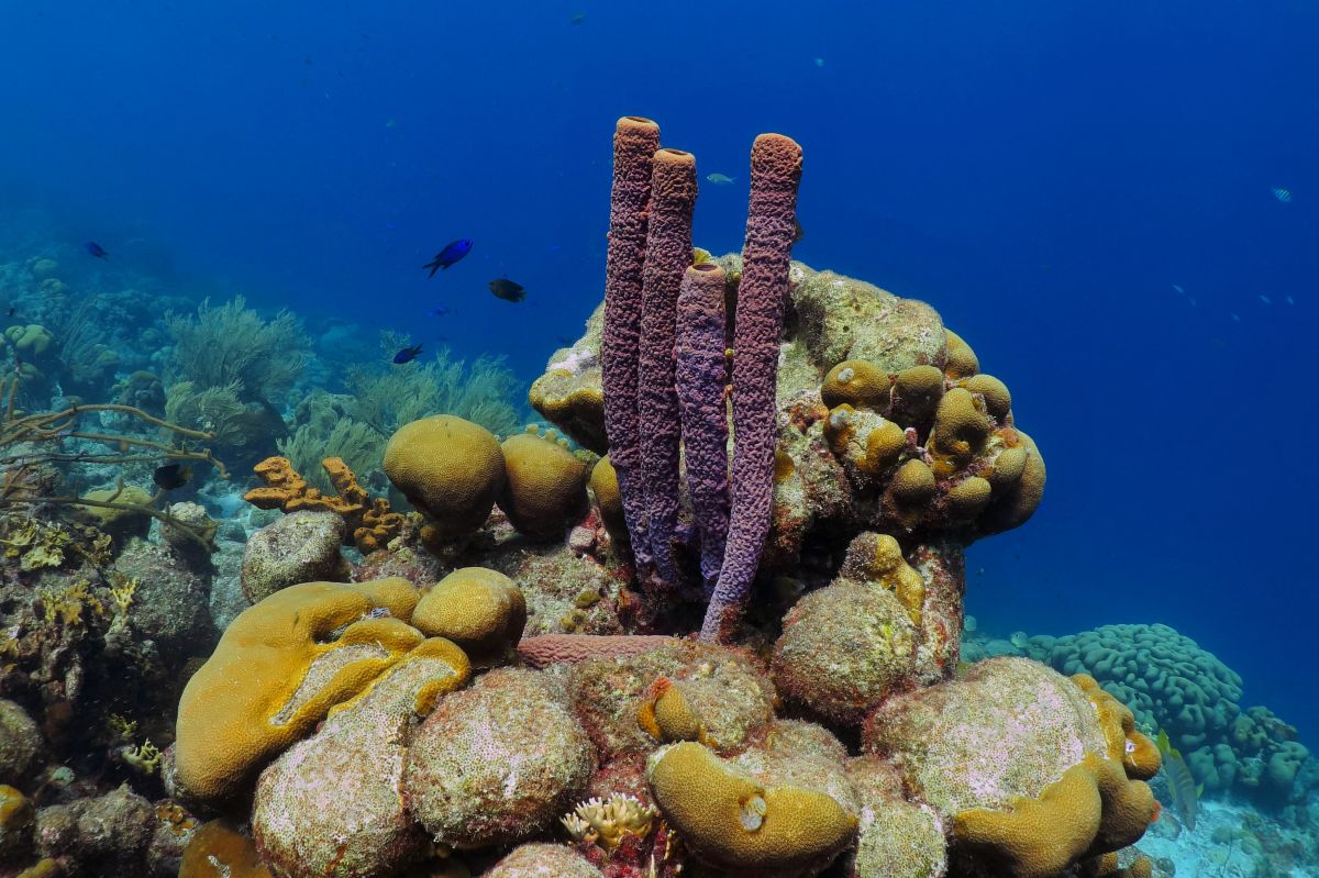 Coral reef in Tobago