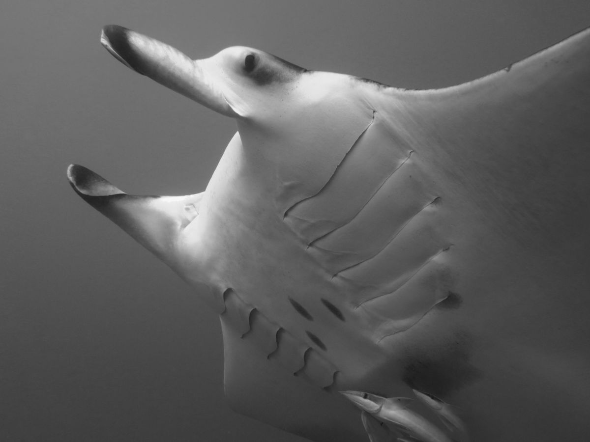 Black and white image of a manta ray near Vilamendhoo in the Maldives
