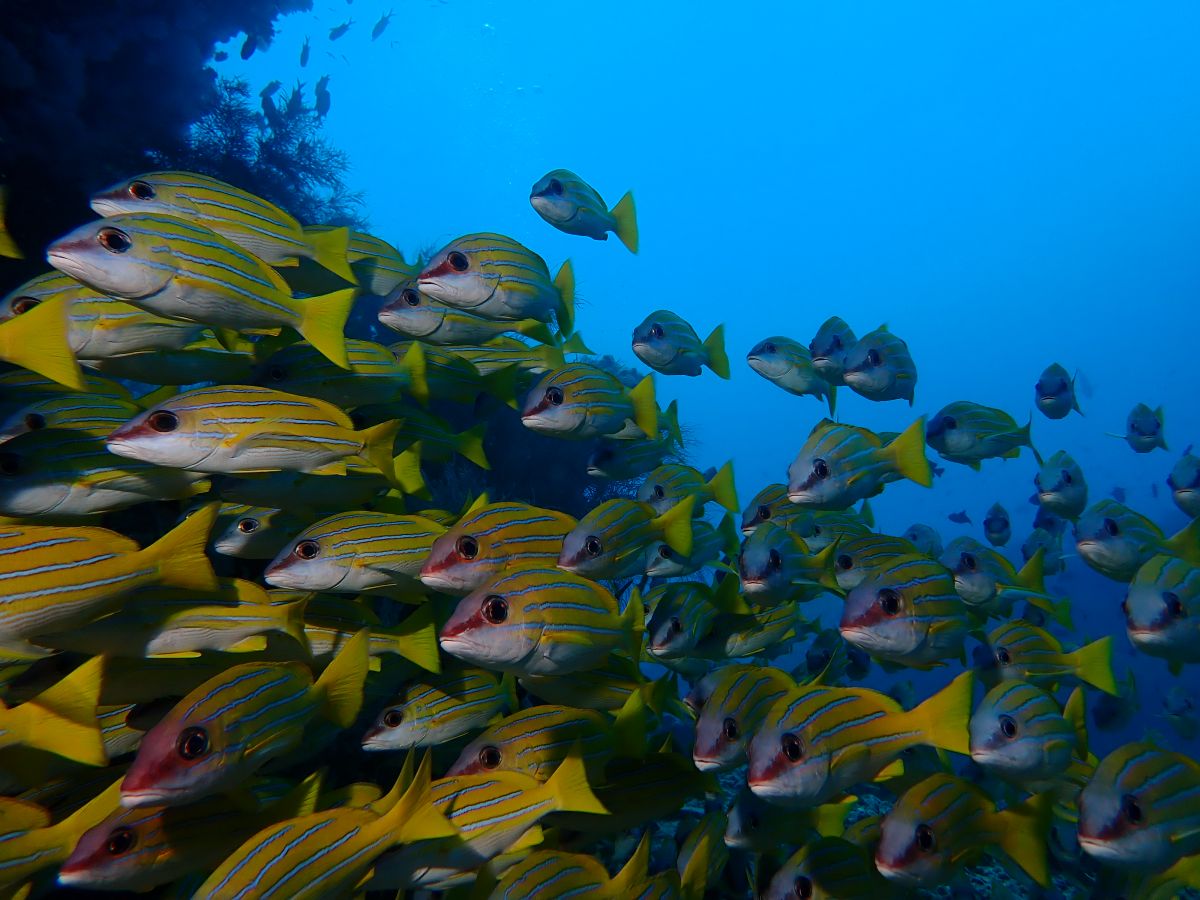Fish near Vilamendhoo Island in the Maldives