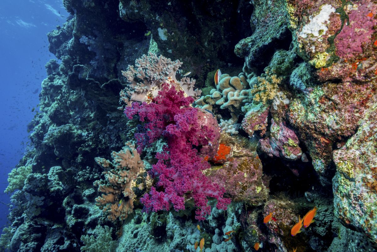 Coral reef scene in Fury Shoal, Egypt