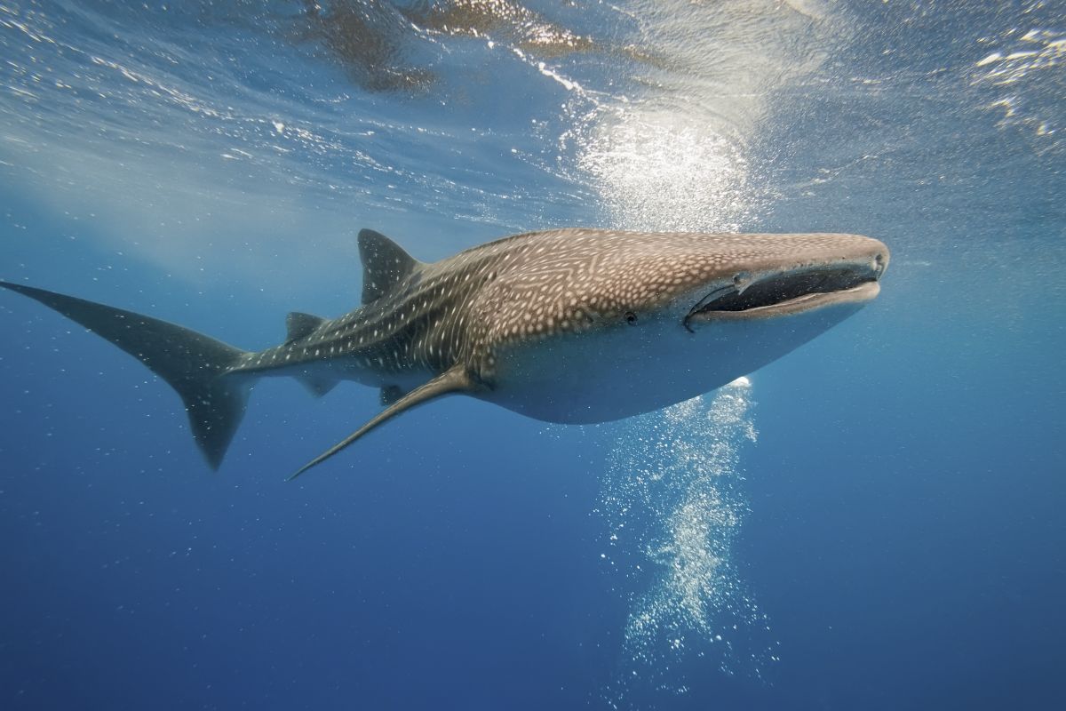 Whale shark in the Maldives