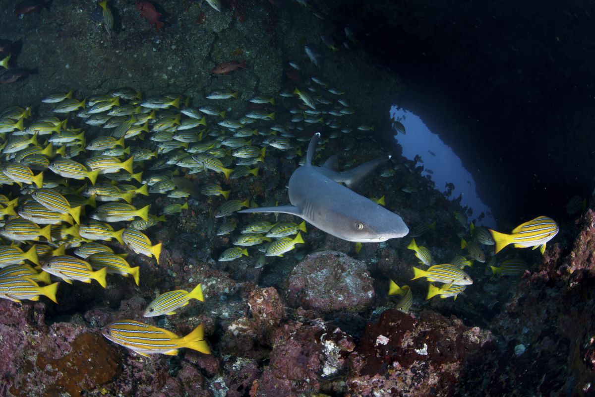 White-tip reef shark in Cocos Island, Costa Rica