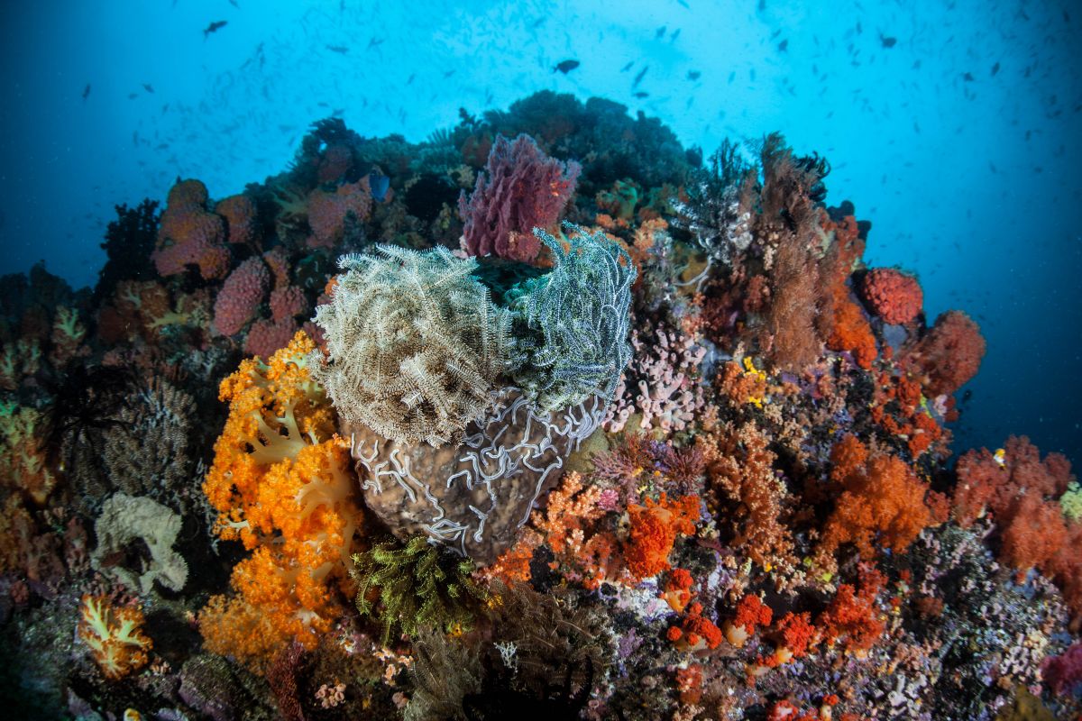 Coral reef with crinoids and soft corals