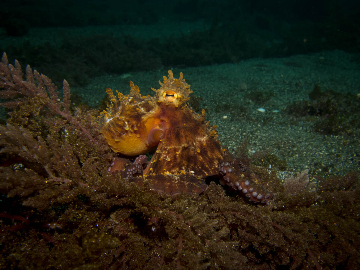 Common octopus in the Azores