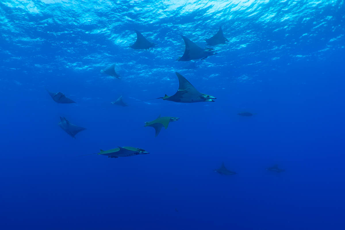 Mobula ray in the Azores