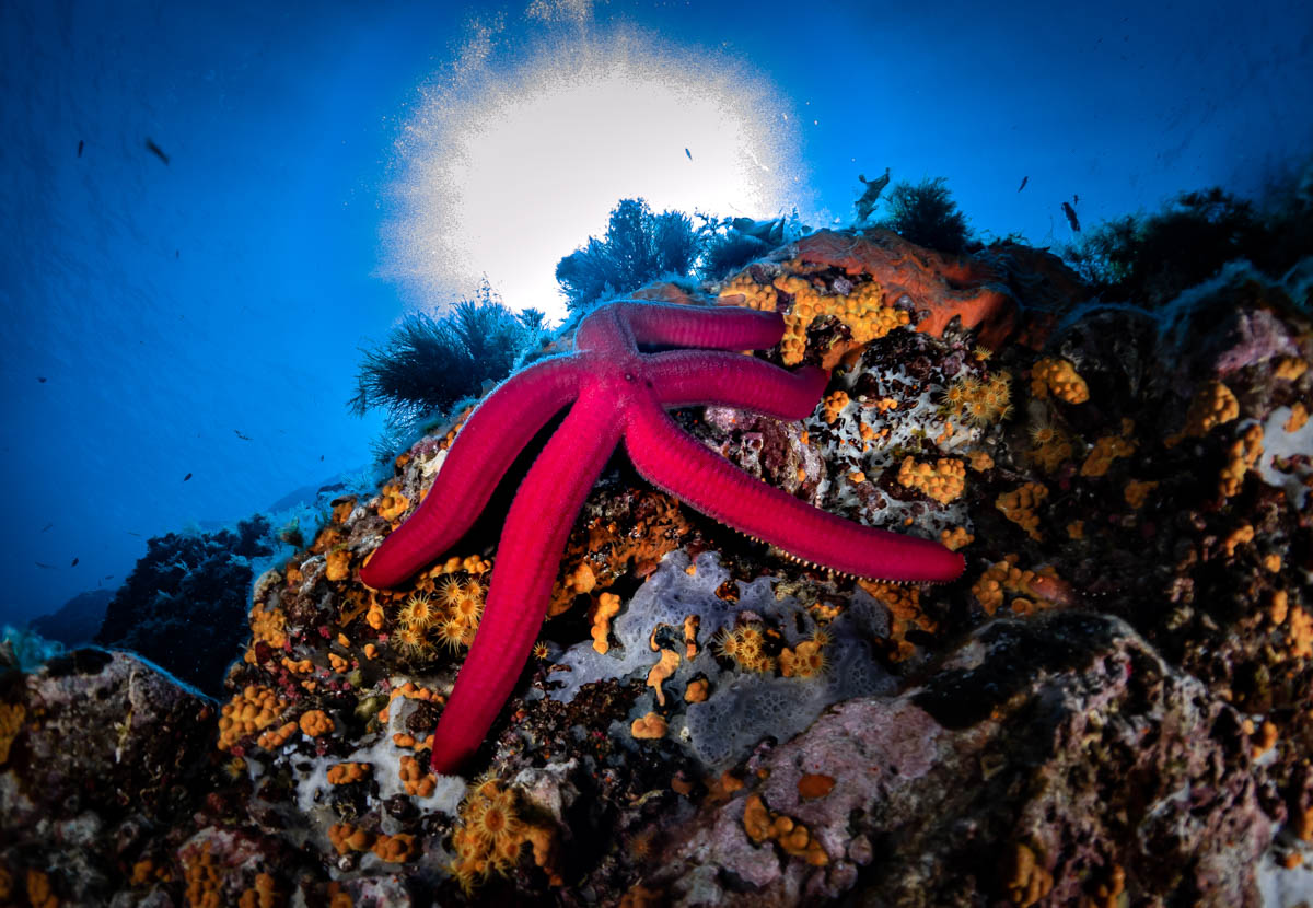 Coral reef & starfish in Sardinia