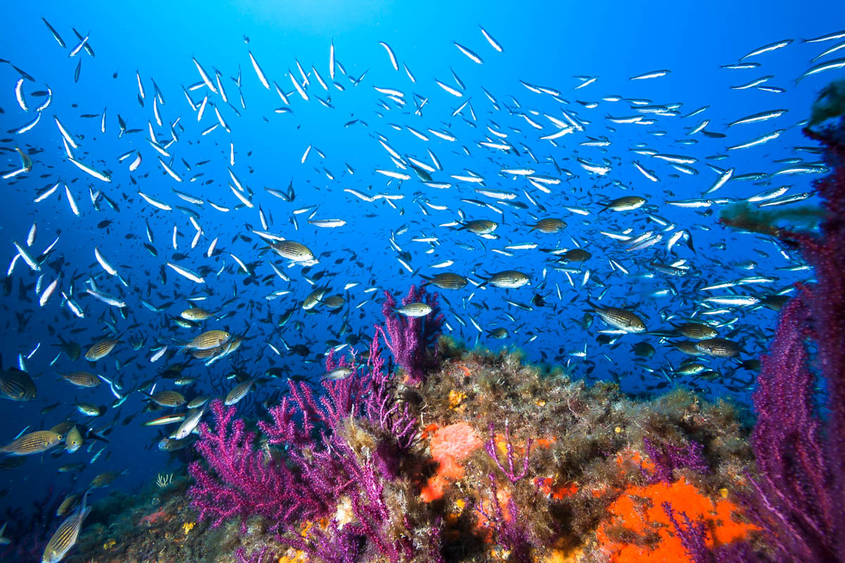 Coral reef in Sardinia