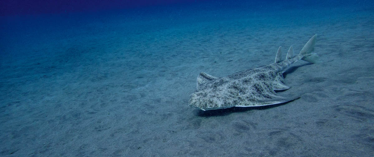 Angel shark in Lanzarote