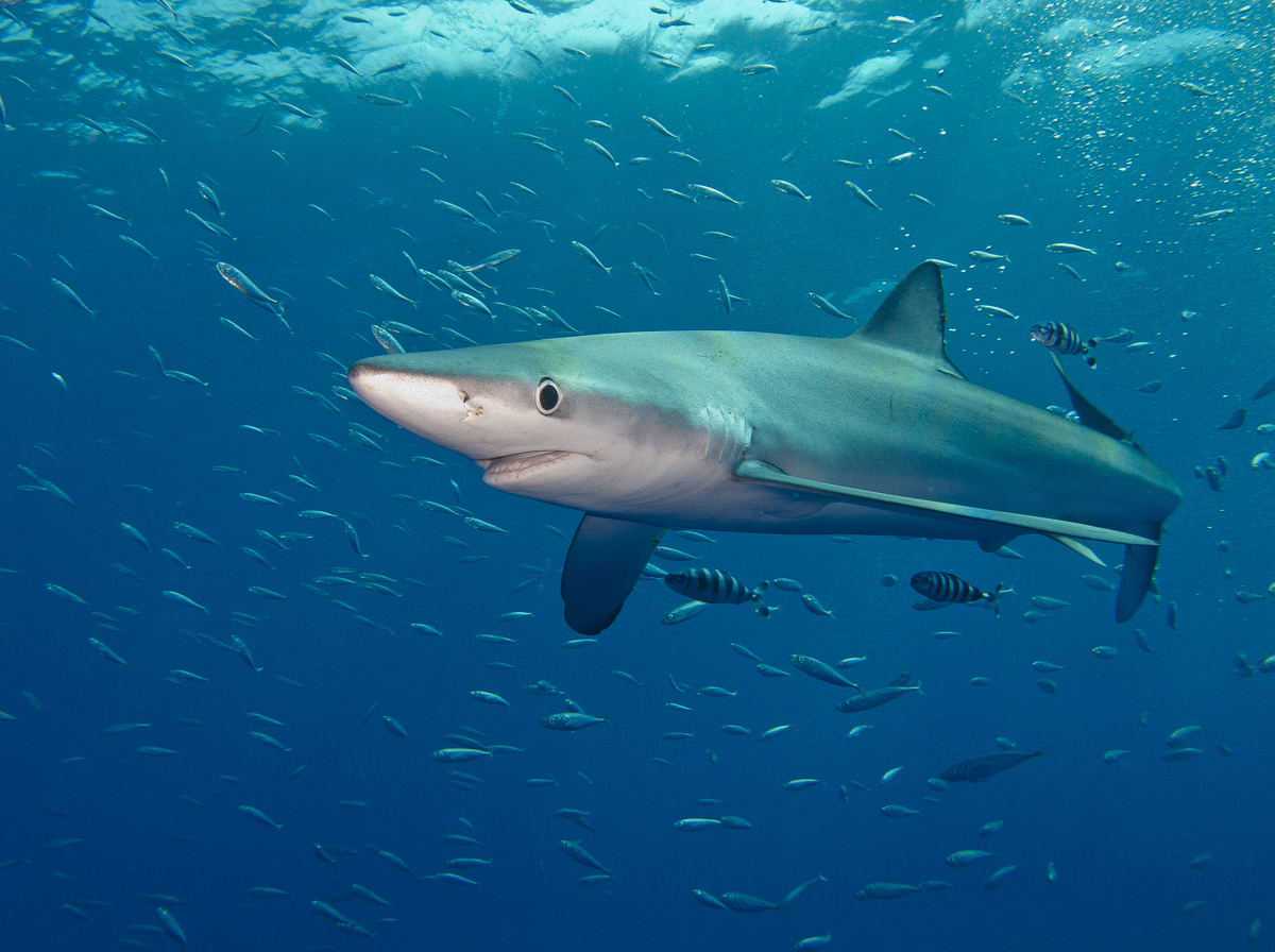 Blue shark in the Azores