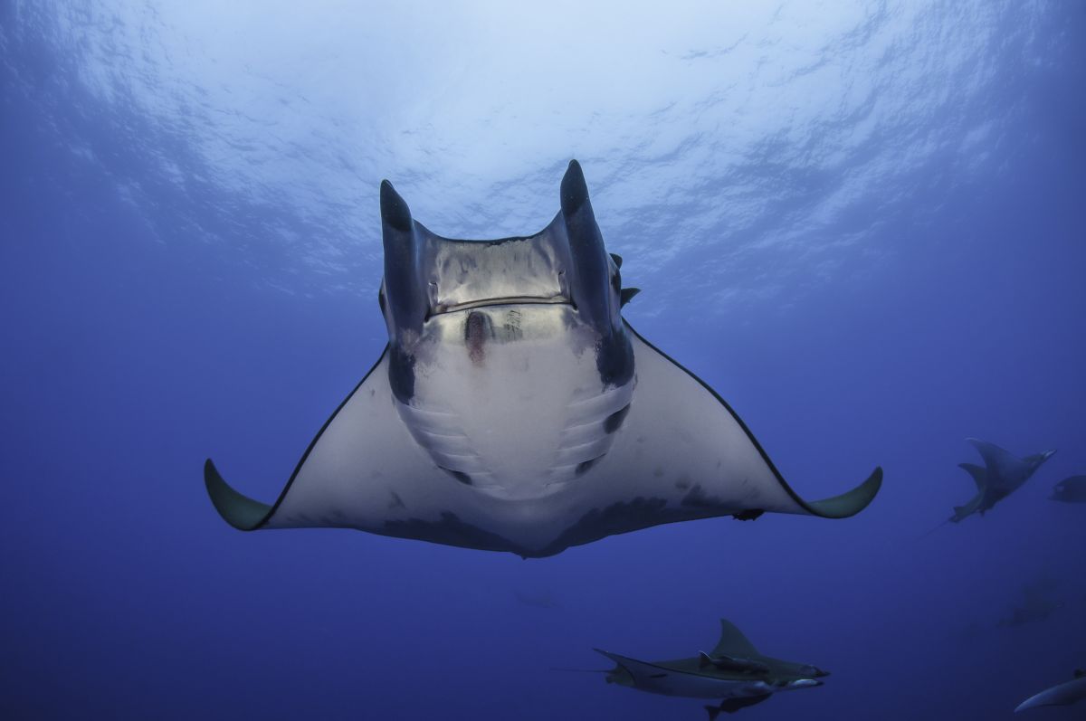 Mobula ray in the Azores