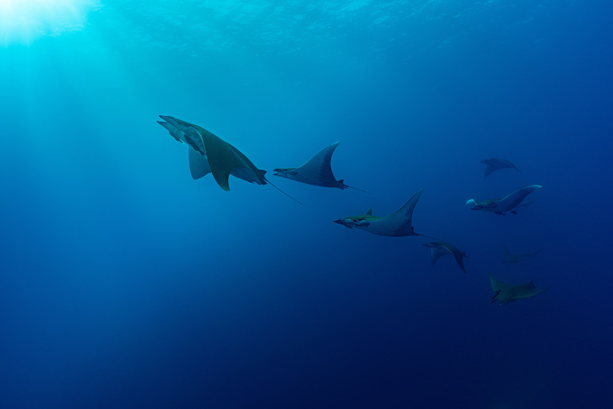 Mobula ray in the Azores