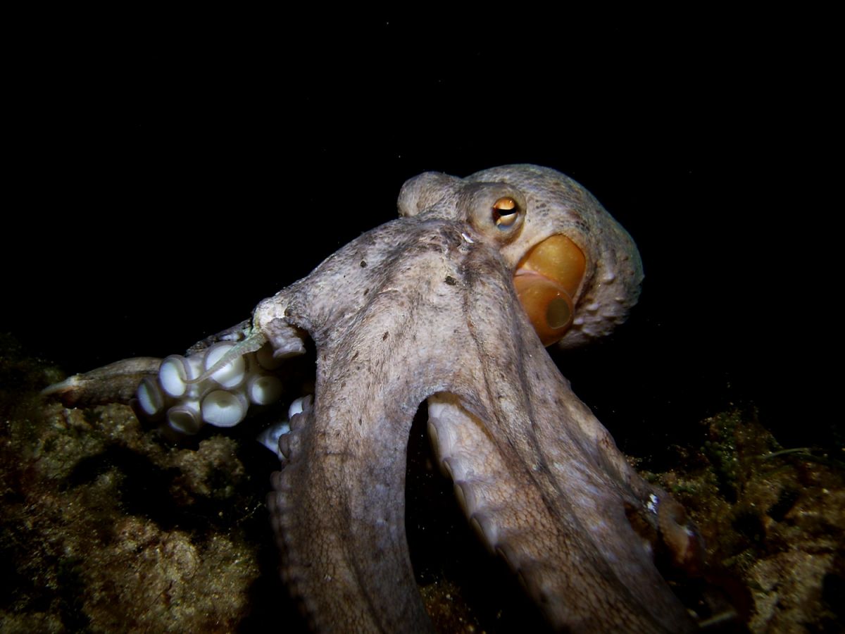 Octopus in Malta