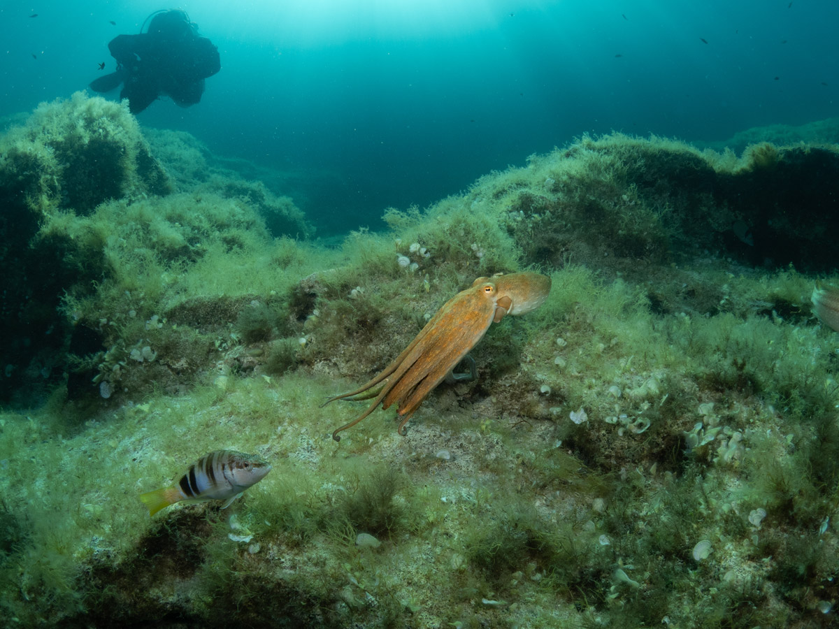 Cuttlefish and diver at Cirkewwa in Gozo. Image by Jo Charter