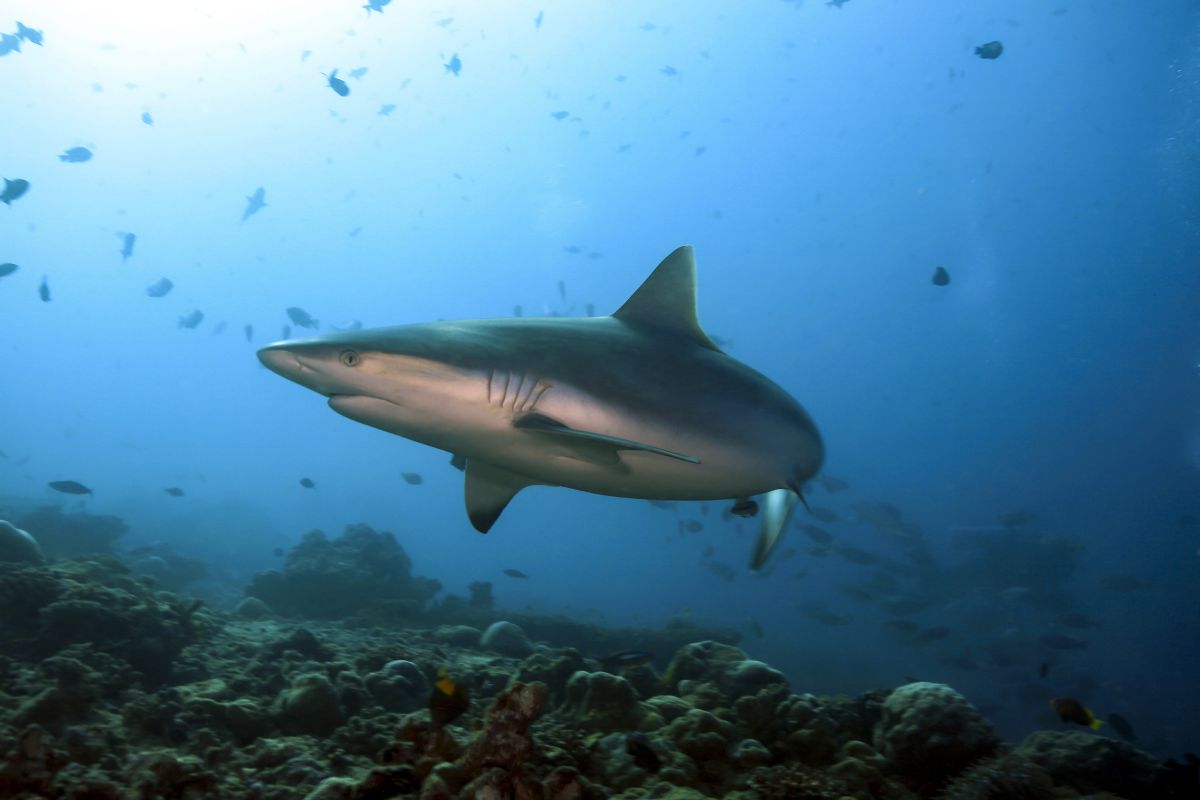 Grey reef shark in the Maldives