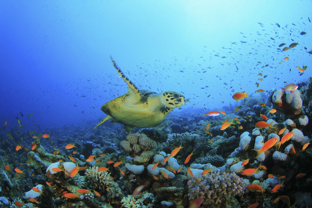 Hawksbill sea turtle in the Red Sea