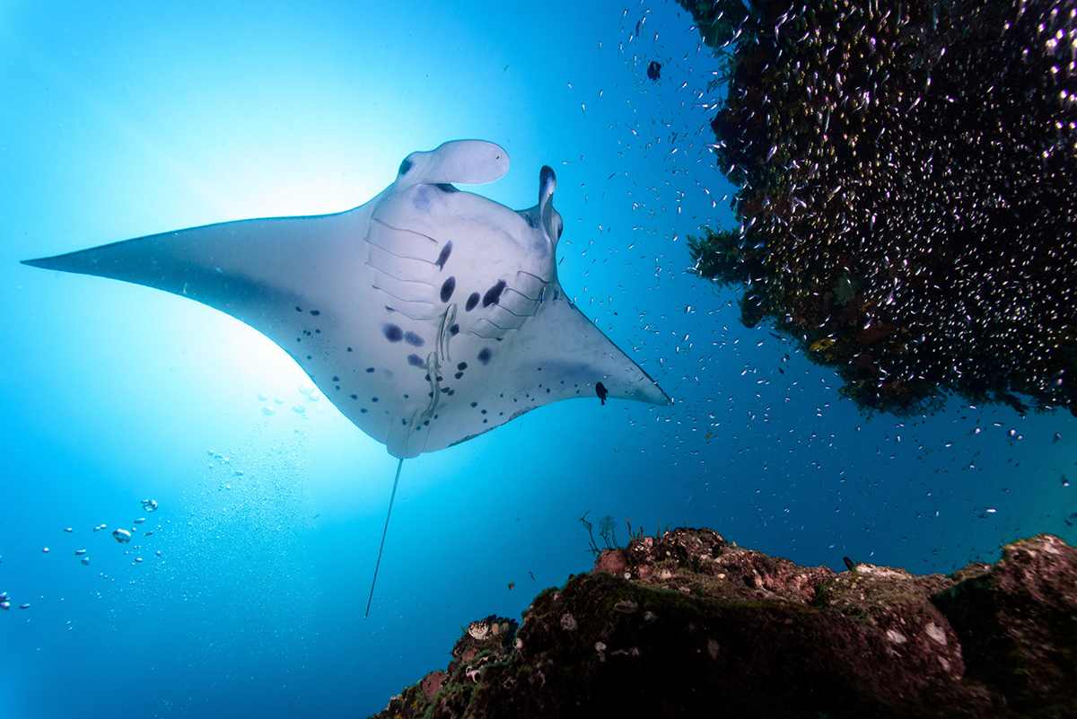 Manta ray & coral reef in the Maldives