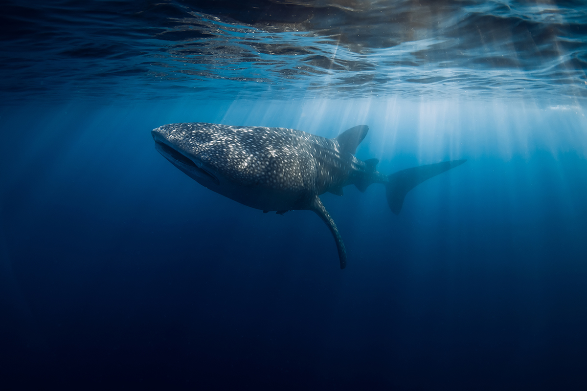 Whale shark in the Maldives