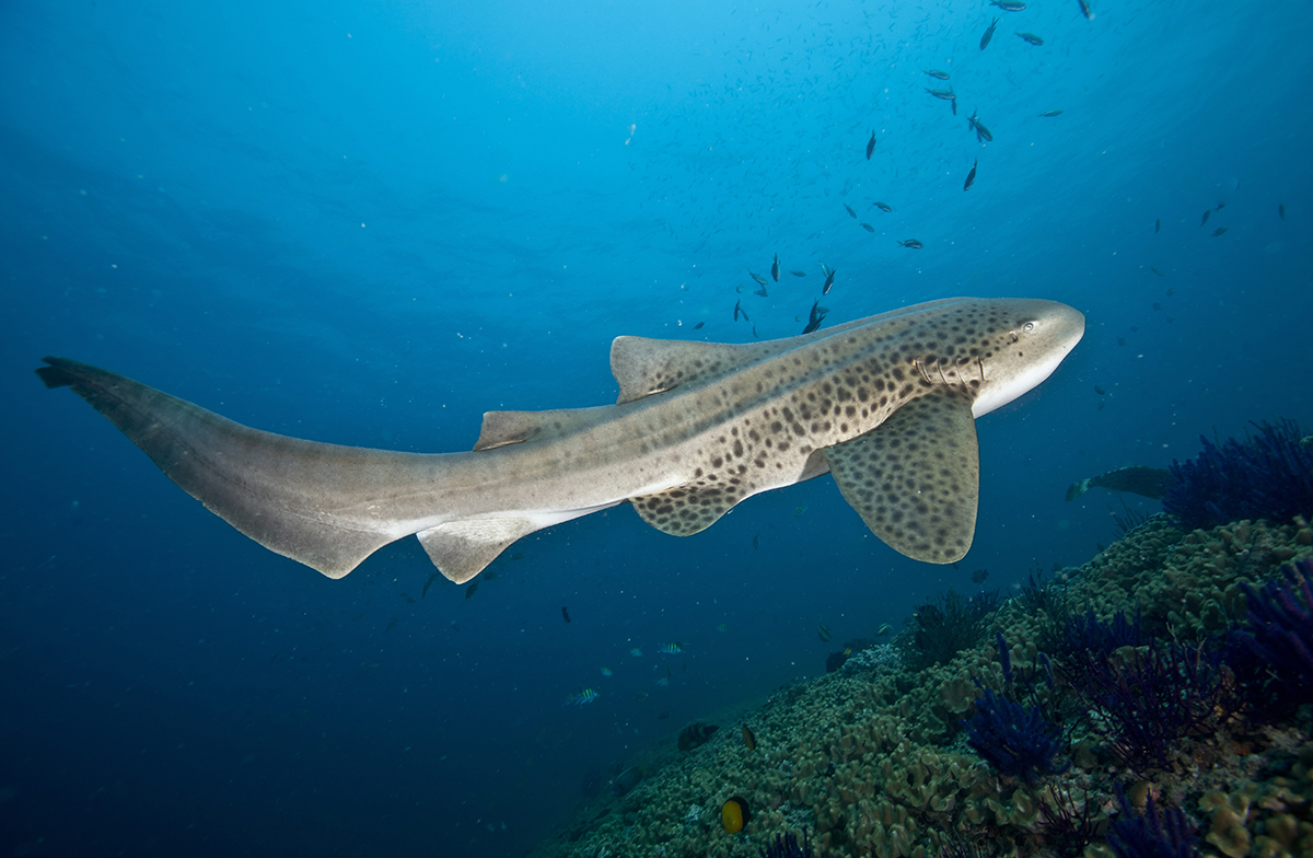 Leopard shark in Oman