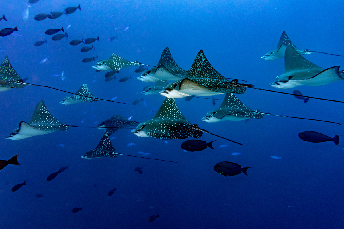 Eagle rays in the Maldives