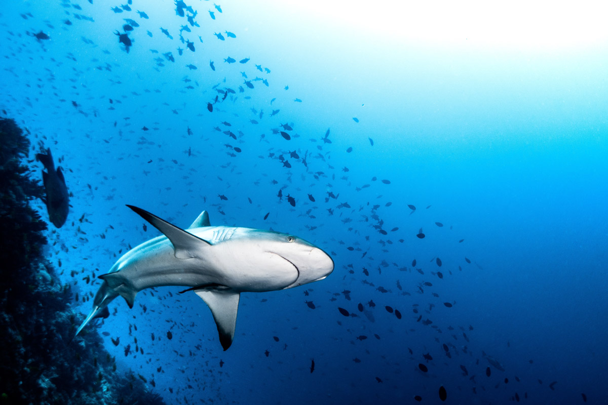 Grey reef shark in the Maldives