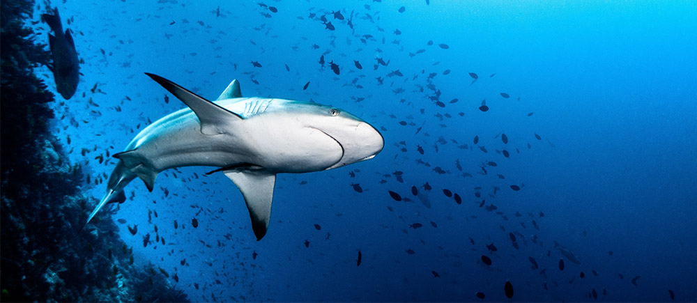 Grey reef shark in the Maldives