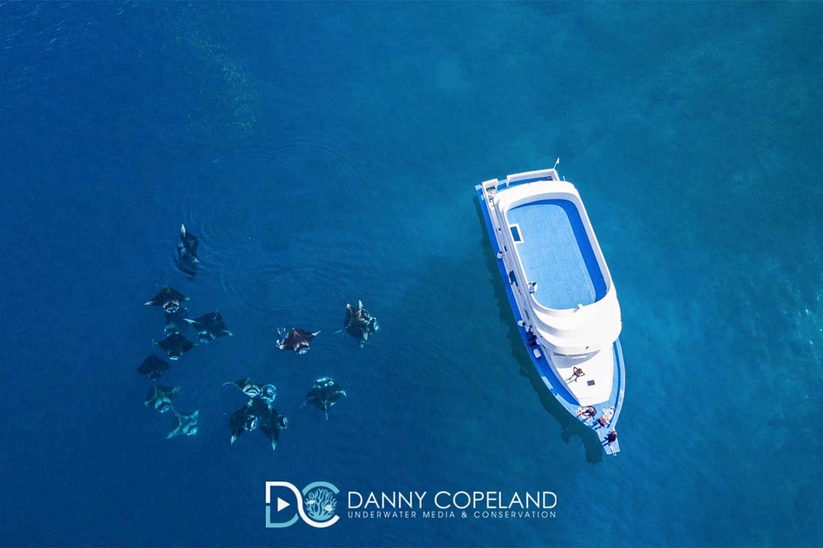 Aerial of boat and manta rays in Hanifaru Bay, the Maldives. Image by Danny Copeland