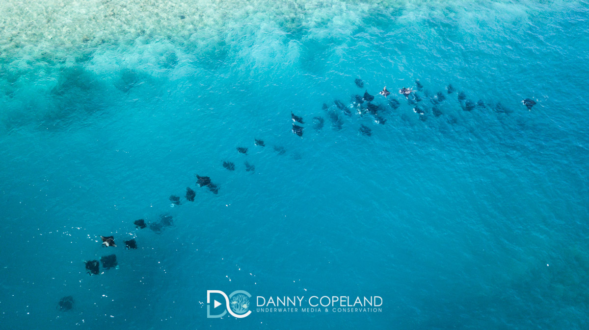 Manta ray aggregation in Hanifaru Bay, the Maldives. Image by Danny Copeland