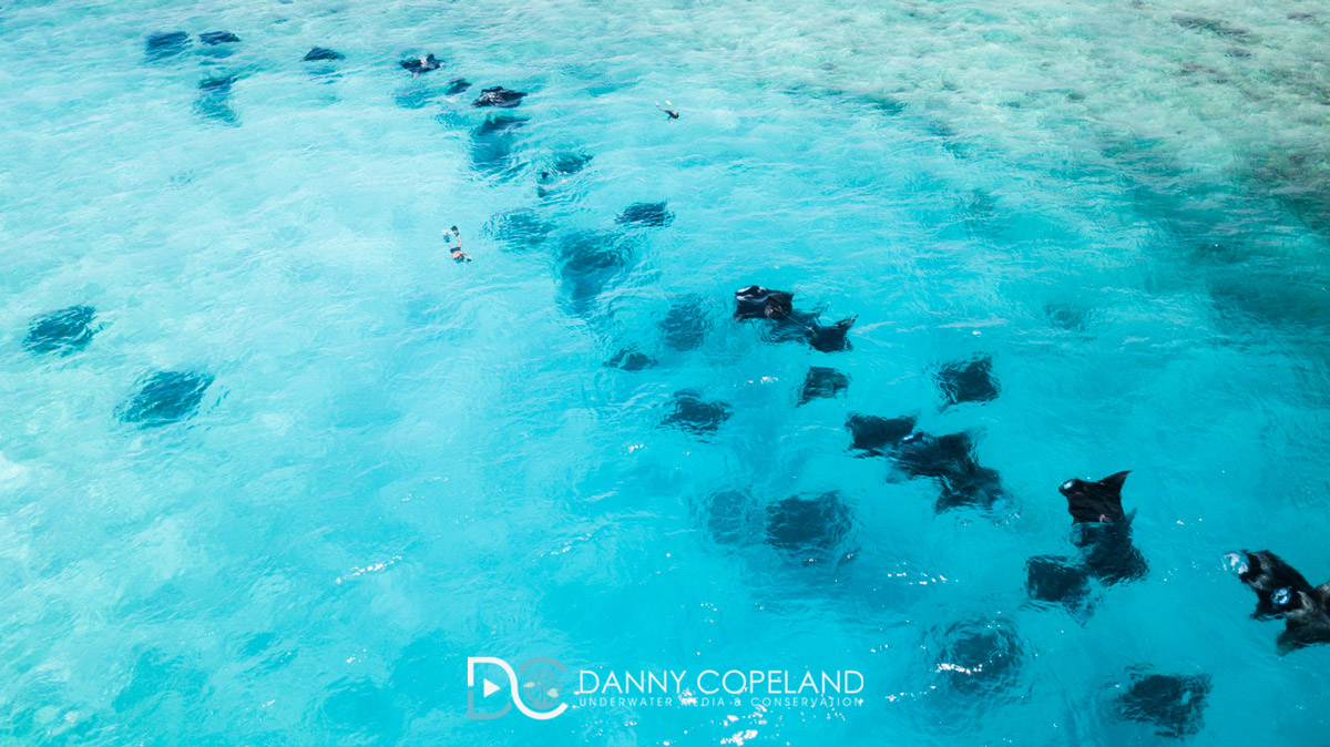 Manta ray aggregation in Hanifaru Bay, the Maldives. Image by Danny Copeland