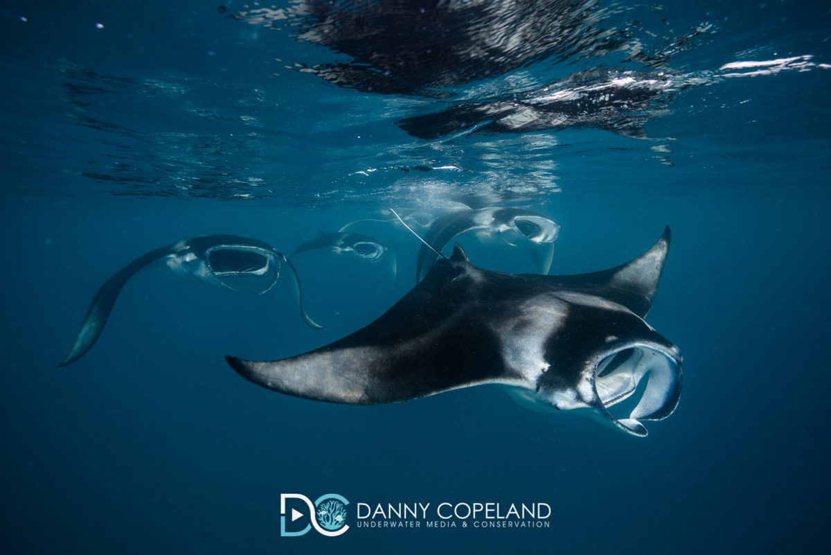 Manta ray aggregation in Hanifaru Bay, the Maldives. Image by Danny Copeland