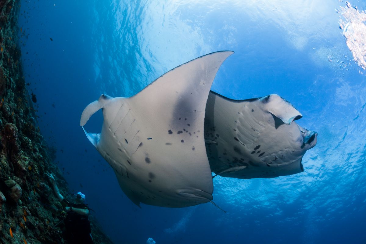 Manta ray in the Maldives