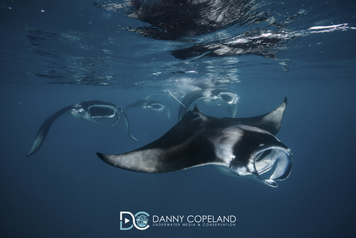 Manta ray aggregation in Hanifaru Bay, the Maldives