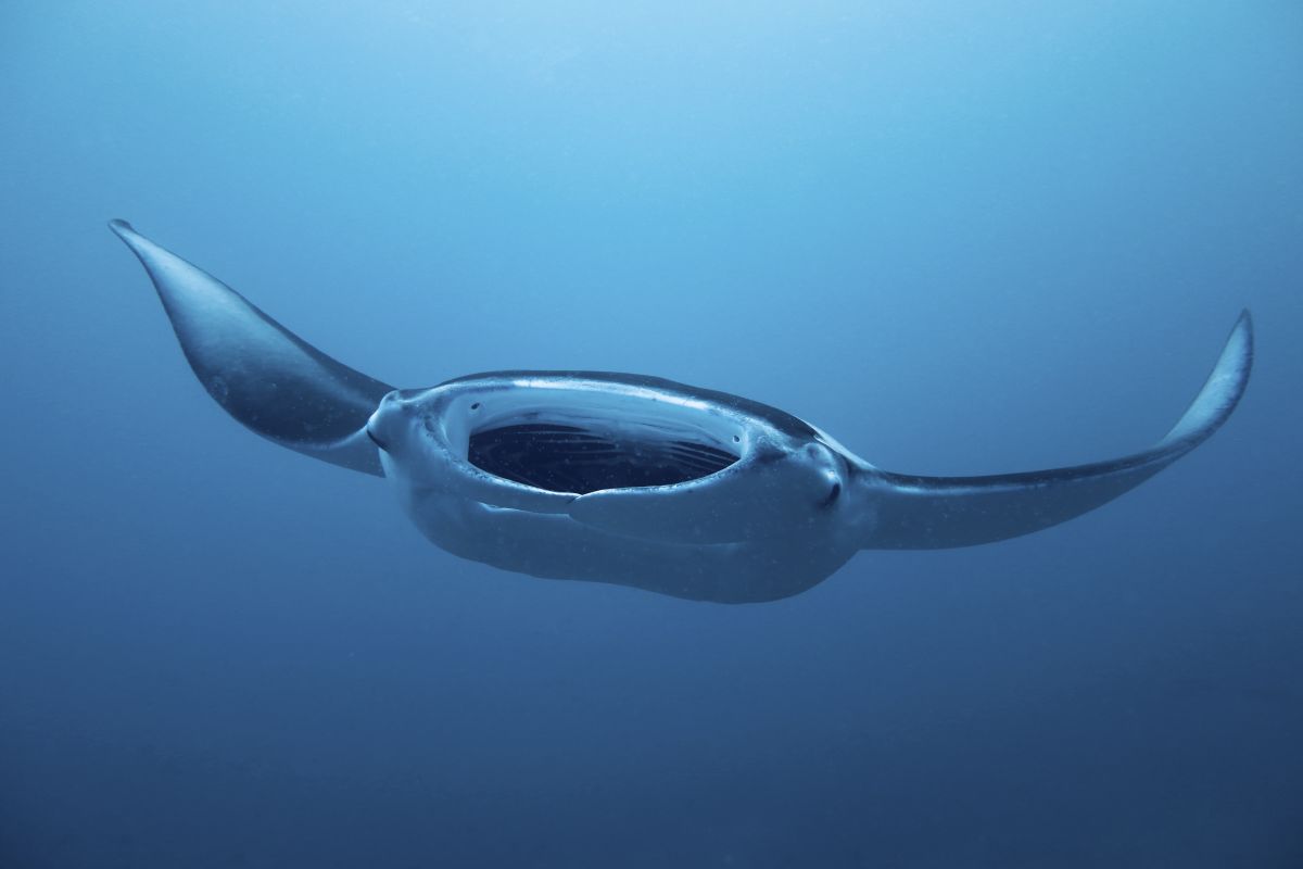 Manta ray in the Maldives