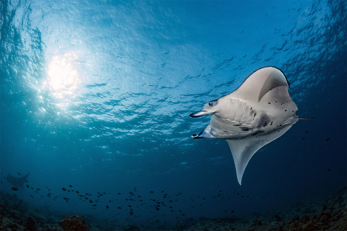 Manta ray in the Maldives