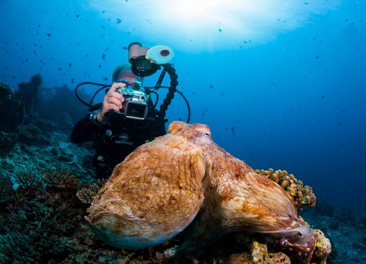 Octopus and underwater photographer in Maldives