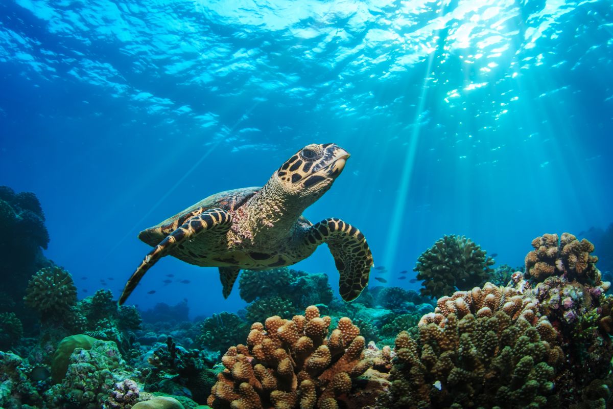 Turtle in the Maldives