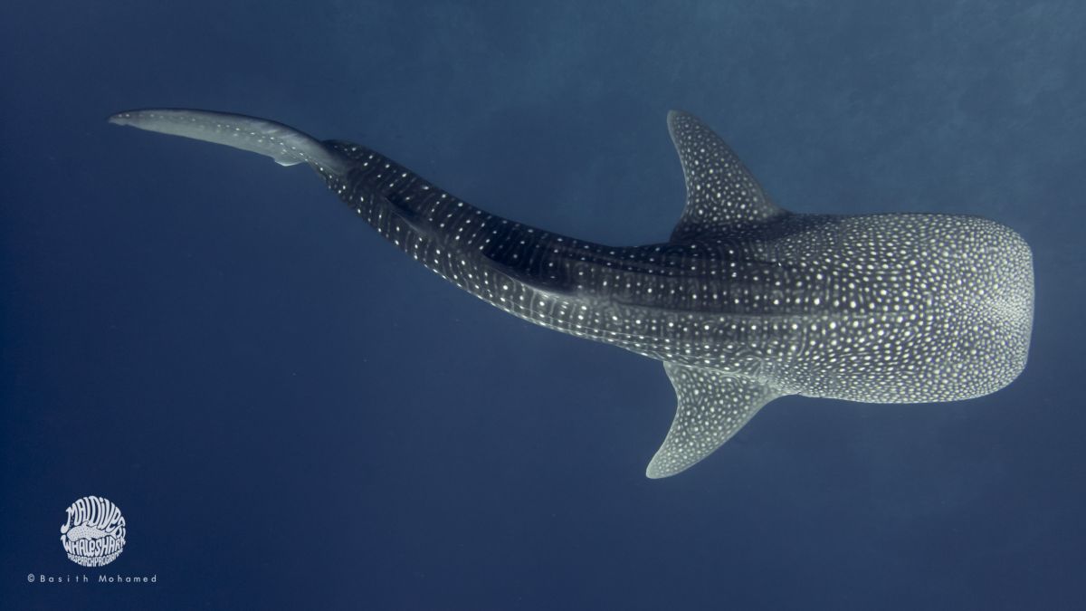 Whale shark in the Maldives