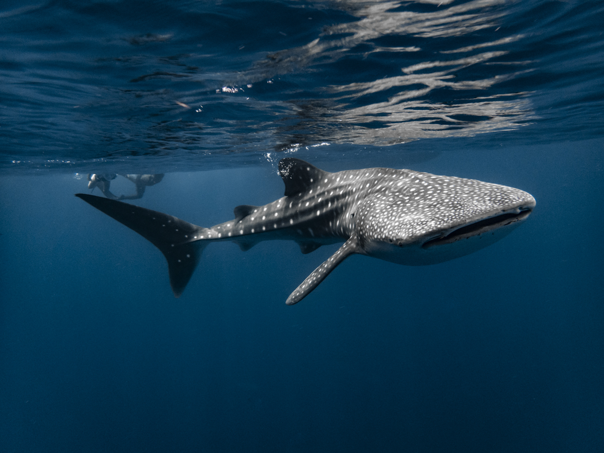 Whale shark in the Maldives