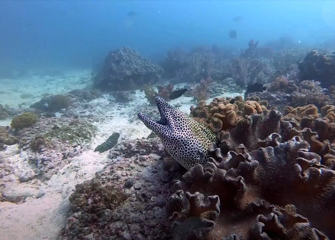 Moray eel in Oman