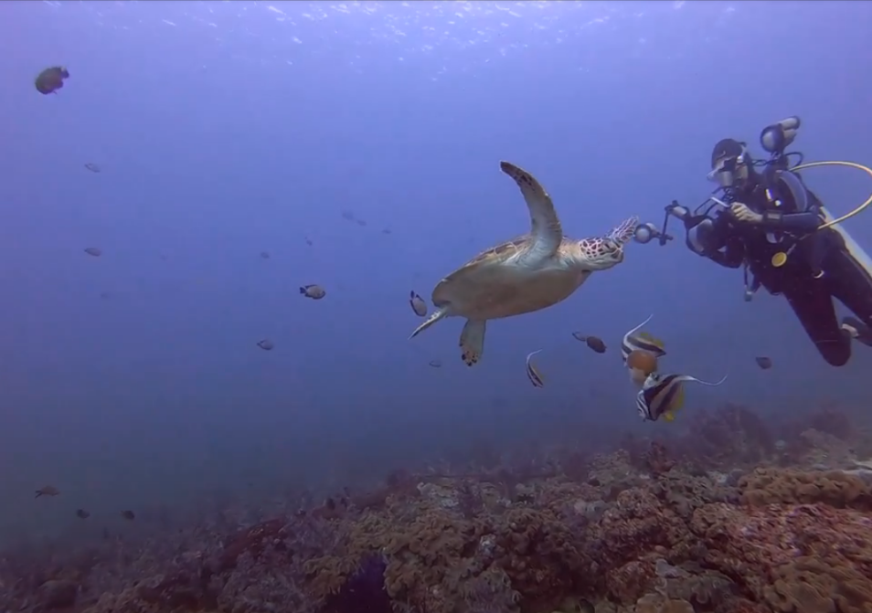 Turtle in Oman