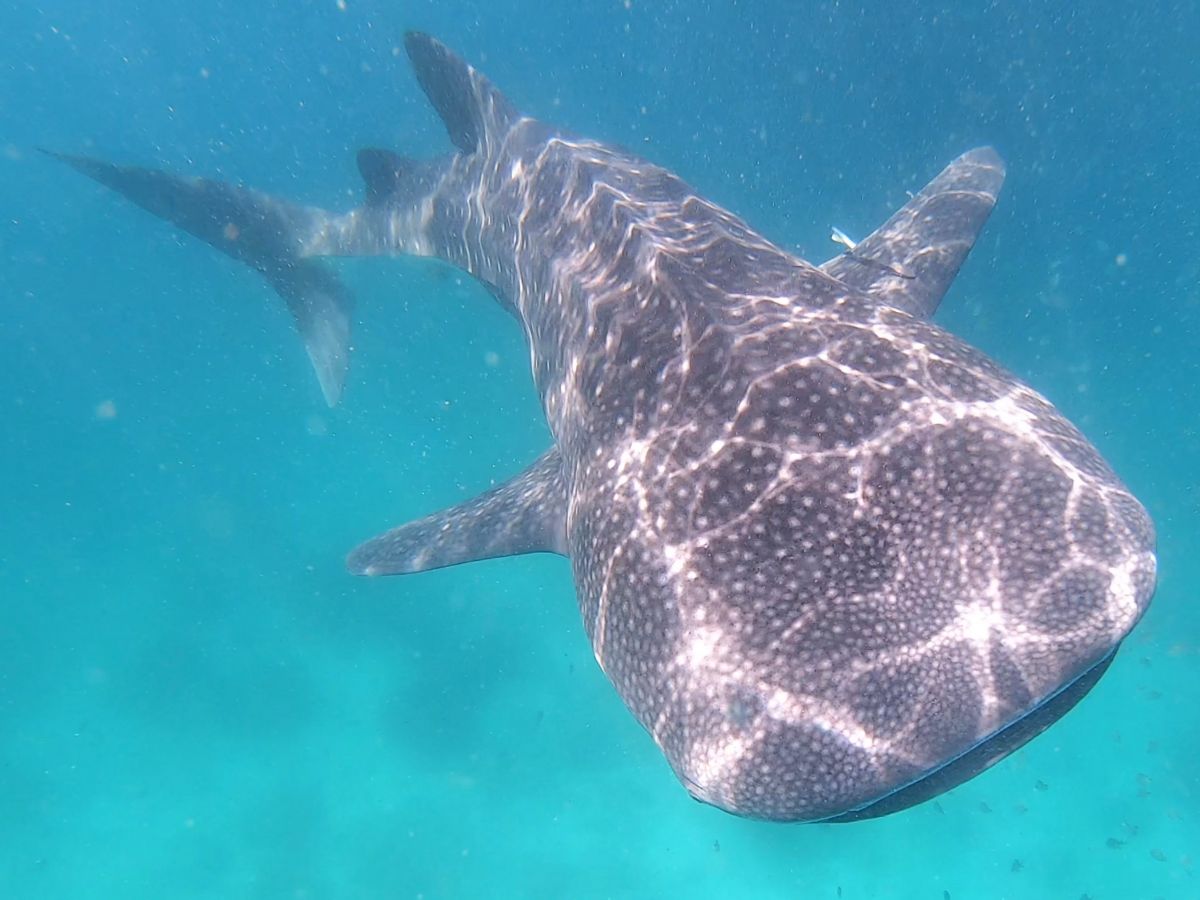 Whale shark in Oman