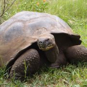 Giant Tortoise