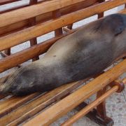 Sea Lion