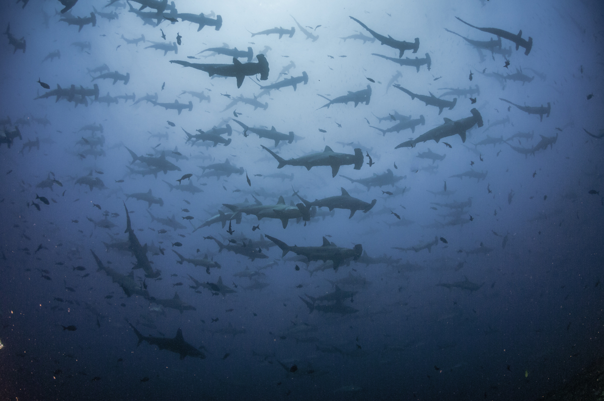 School of hammerheads in Cocos Island, Costa Rica