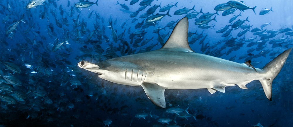 Hammerhead shark in Cocos Island, Costa Rica