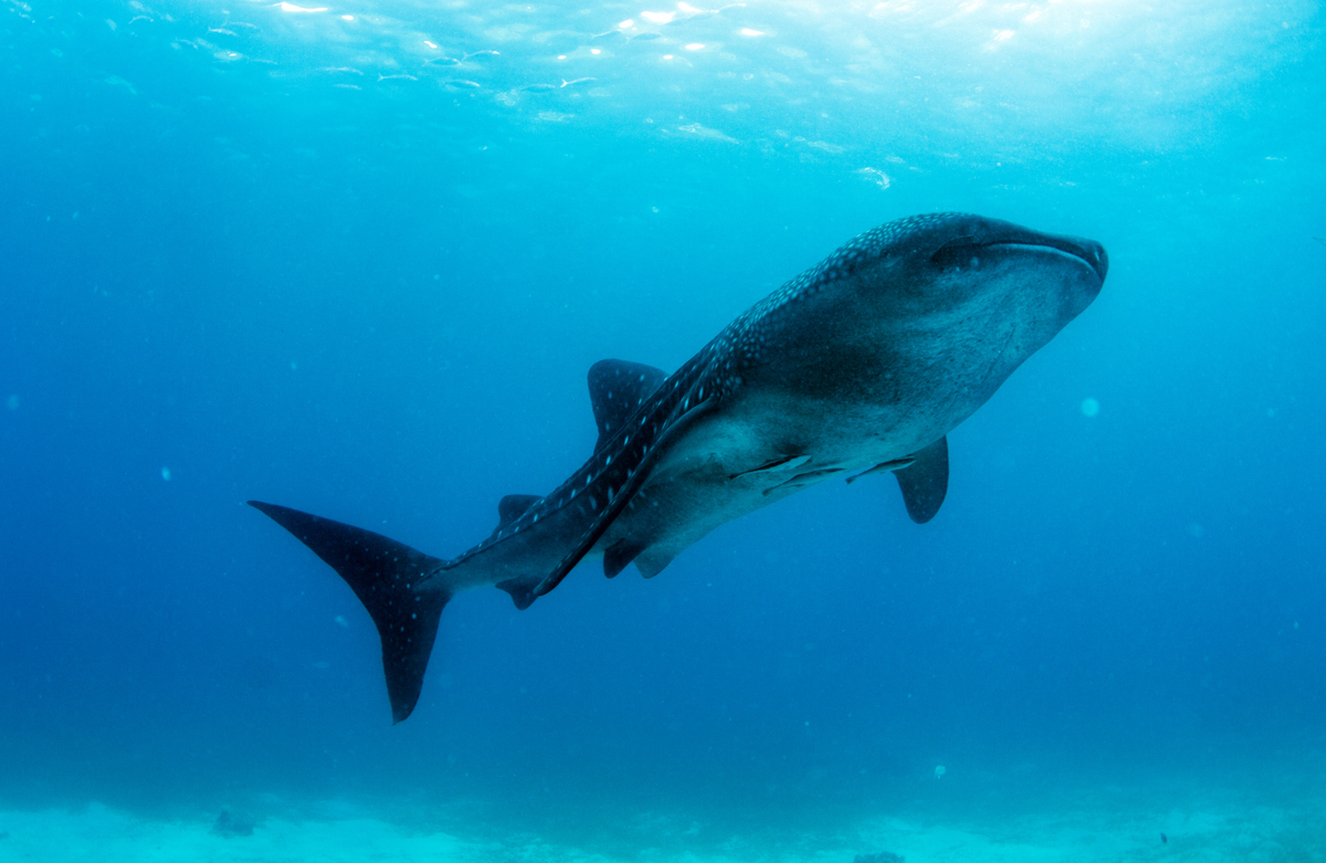 Whale shark in the Galapagos Islands